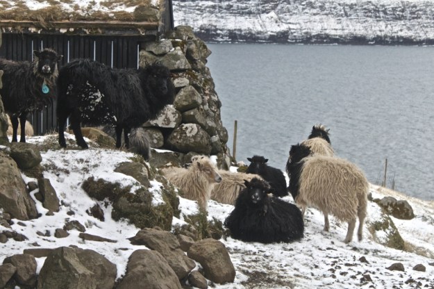 Múli was the last village in the Faroe Islands to get electricity. Now it is all but abandoned, but many sheep live there and walk among it's houses.
