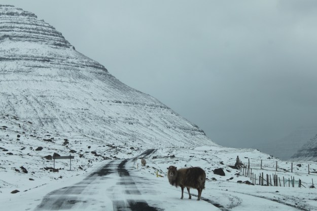 A sheep walking on the road leading to the village of Múli.